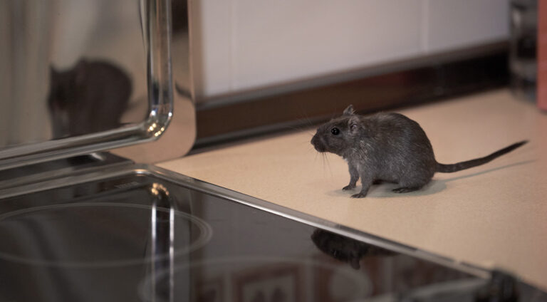 Pest Control Slough, Pest Control Windsor & Pest Control Feltham